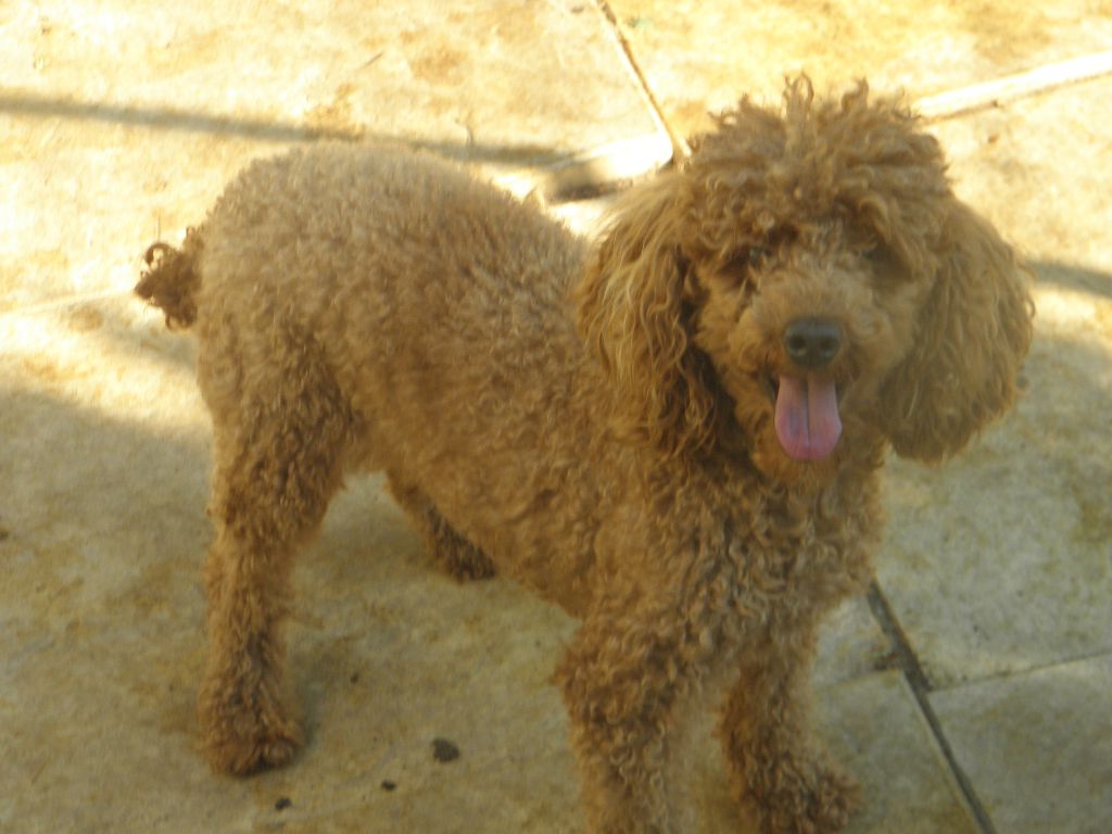 Jasmine Du pré moussey